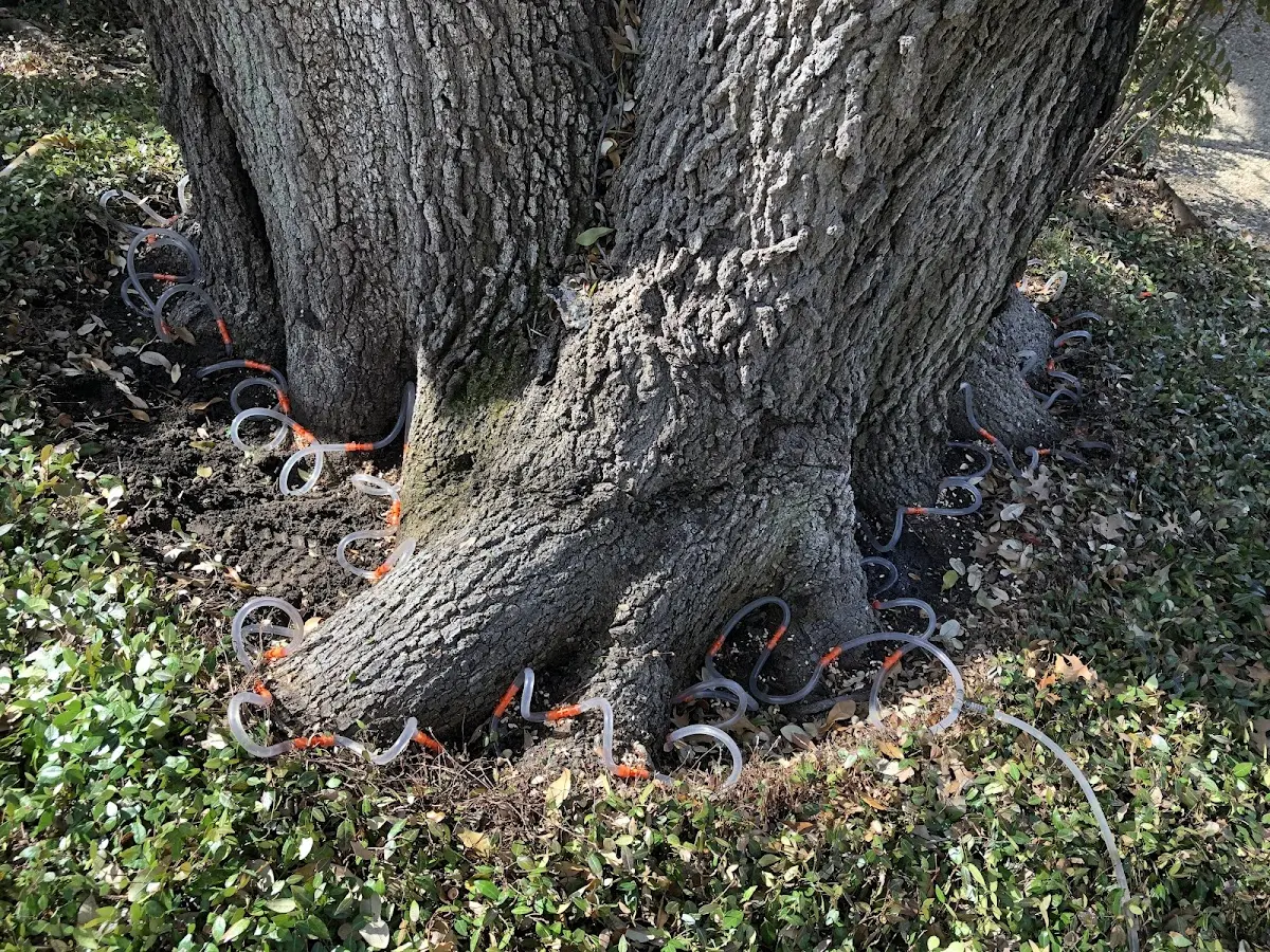 Detailed Tree Cabling and Bracing job site in Hudson
